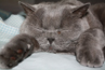 Charlie-Cat